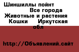 Шиншиллы пойнт ns1133,ny1133. - Все города Животные и растения » Кошки   . Иркутская обл.